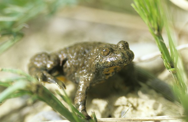 Gelbbauchunke